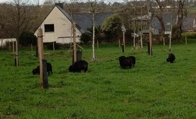 Des moutons sont arrivés sur notre commune :