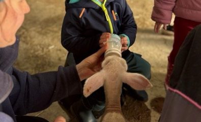 Les enfants de l'EAJE à la découverte des Brebis d'Iroise.