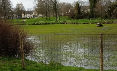 Plan d’eau de Ti Izella : une plante invasive impose la mise en place